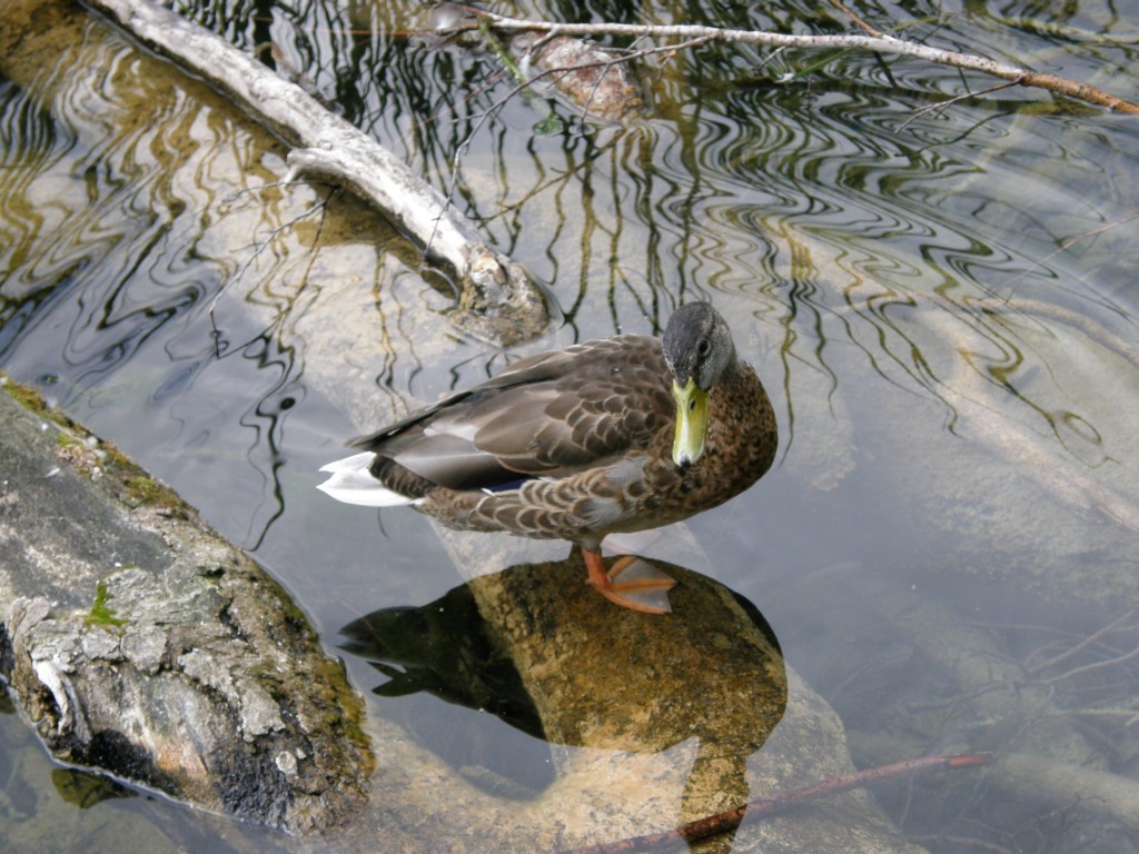 НП "Плитвицкие озера". Уточка
