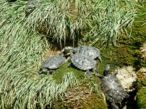 Шибеник. Фонтан с черепашками