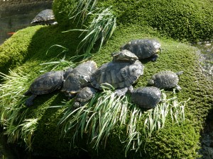 Шибеник. Фонтан с черепашками