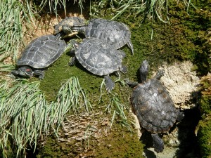 Шибеник. Фонтан с черепашками