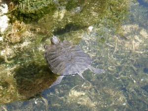 Шибеник. Фонтан с черепашками