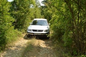 Наш Пассатик в зелени