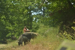 Свинки и свинопас