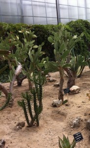 Ботанический сад Балчик. Аллея кактусов