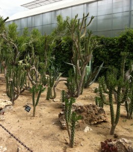 Ботанический сад Балчик. Аллея кактусов