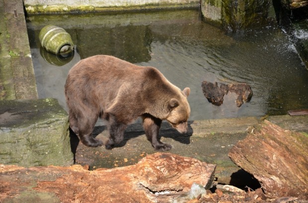 Мишка в медведевых ямах