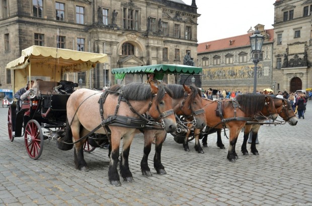 Лошади на Замковой площади Лошади на Замковой площади