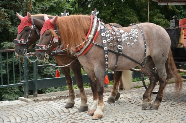 Запряженные лошадки
